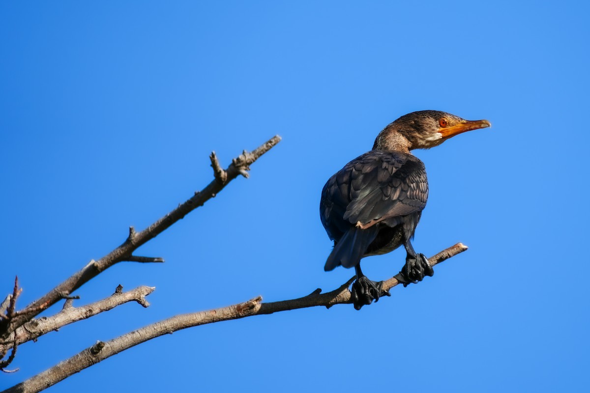 kormorán dlouhoocasý - ML644312651