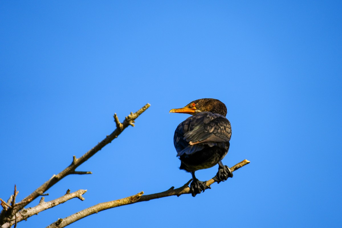 kormorán dlouhoocasý - ML644312652