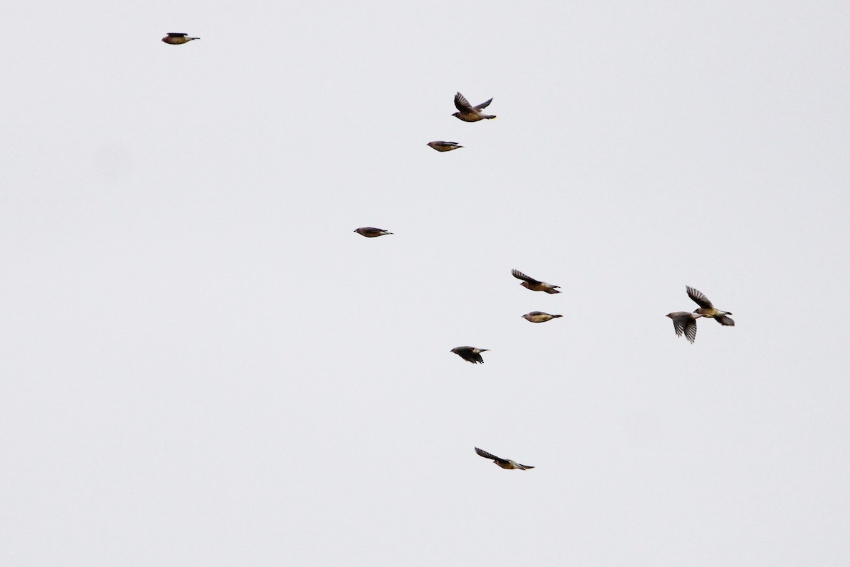 Cedar Waxwing - ML644312660