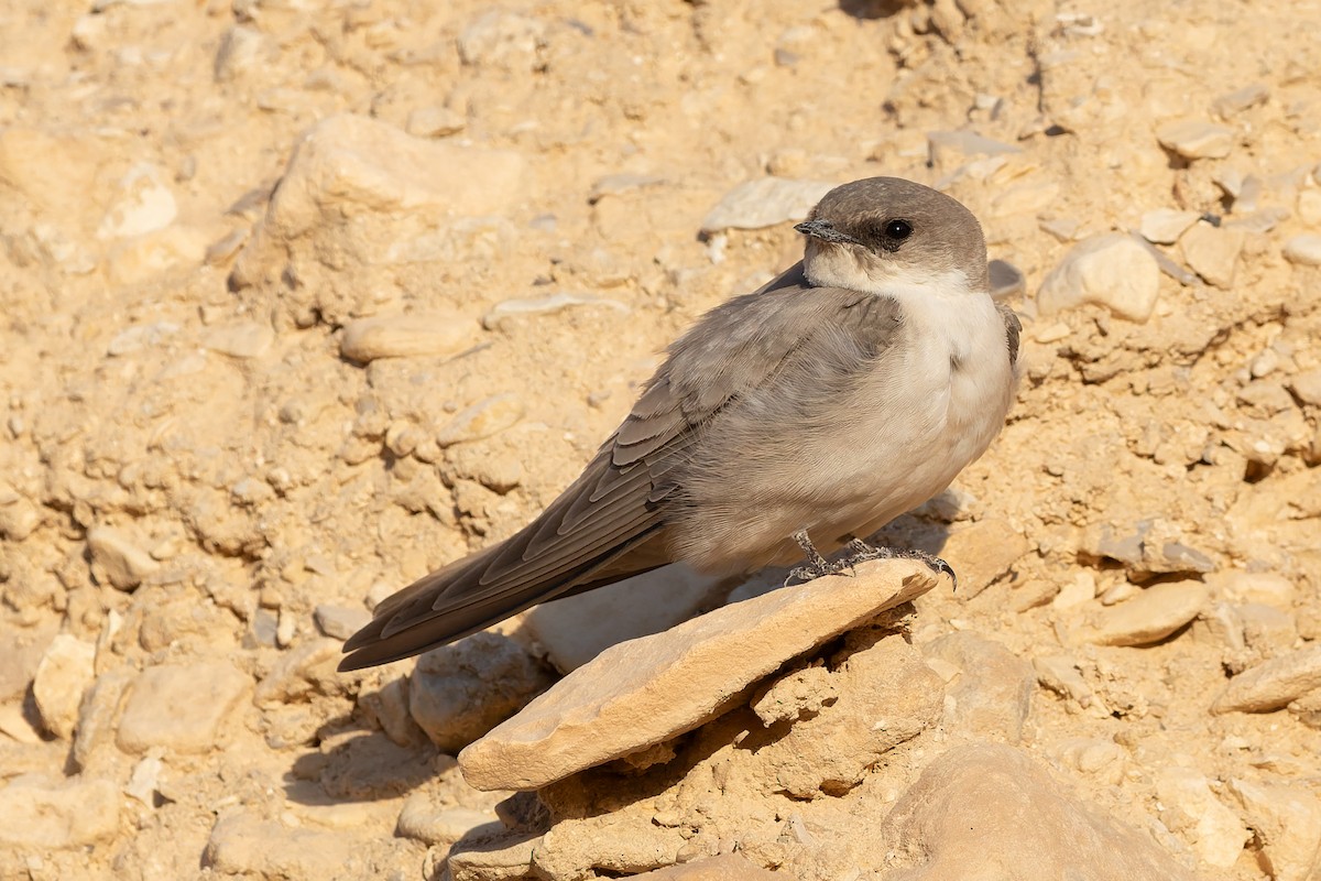 Hirondelle du désert - ML644312661