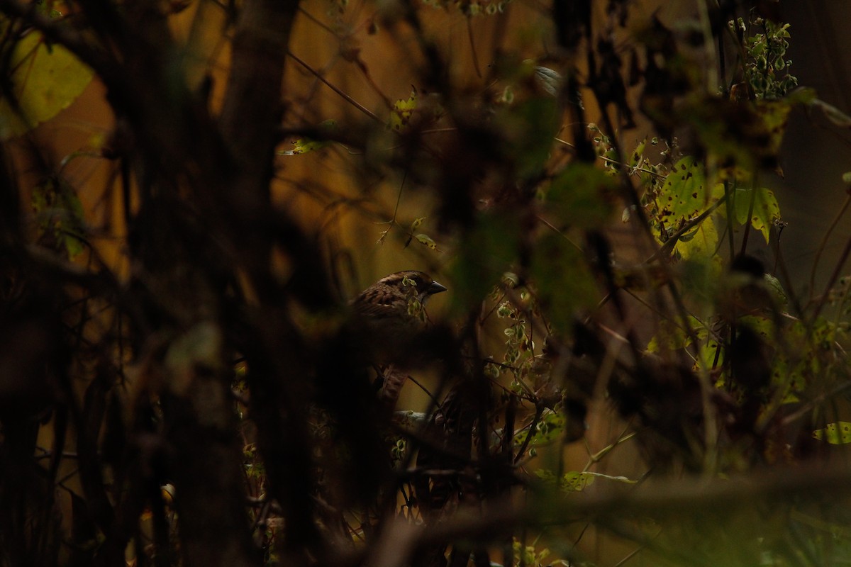 White-throated Sparrow - ML644312671
