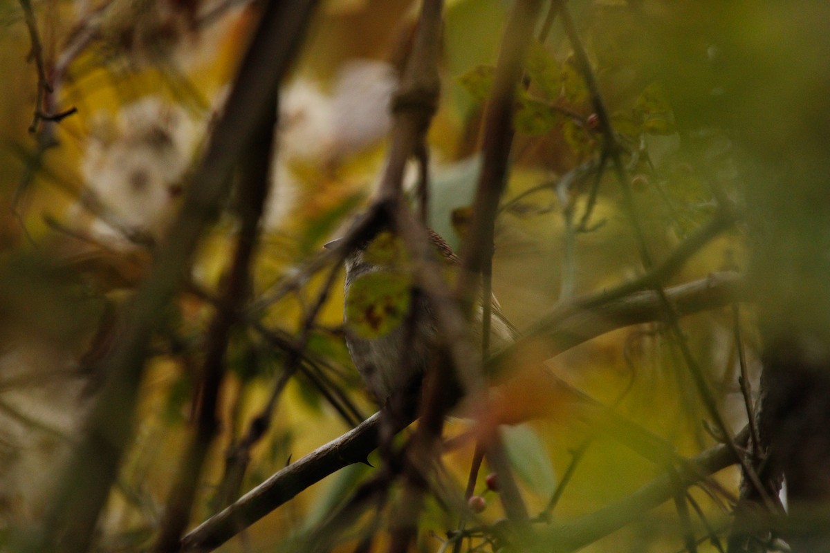 White-throated Sparrow - ML644312672