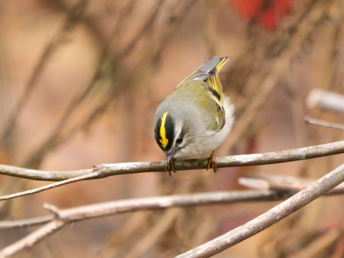 Golden-crowned Kinglet - ML644312681