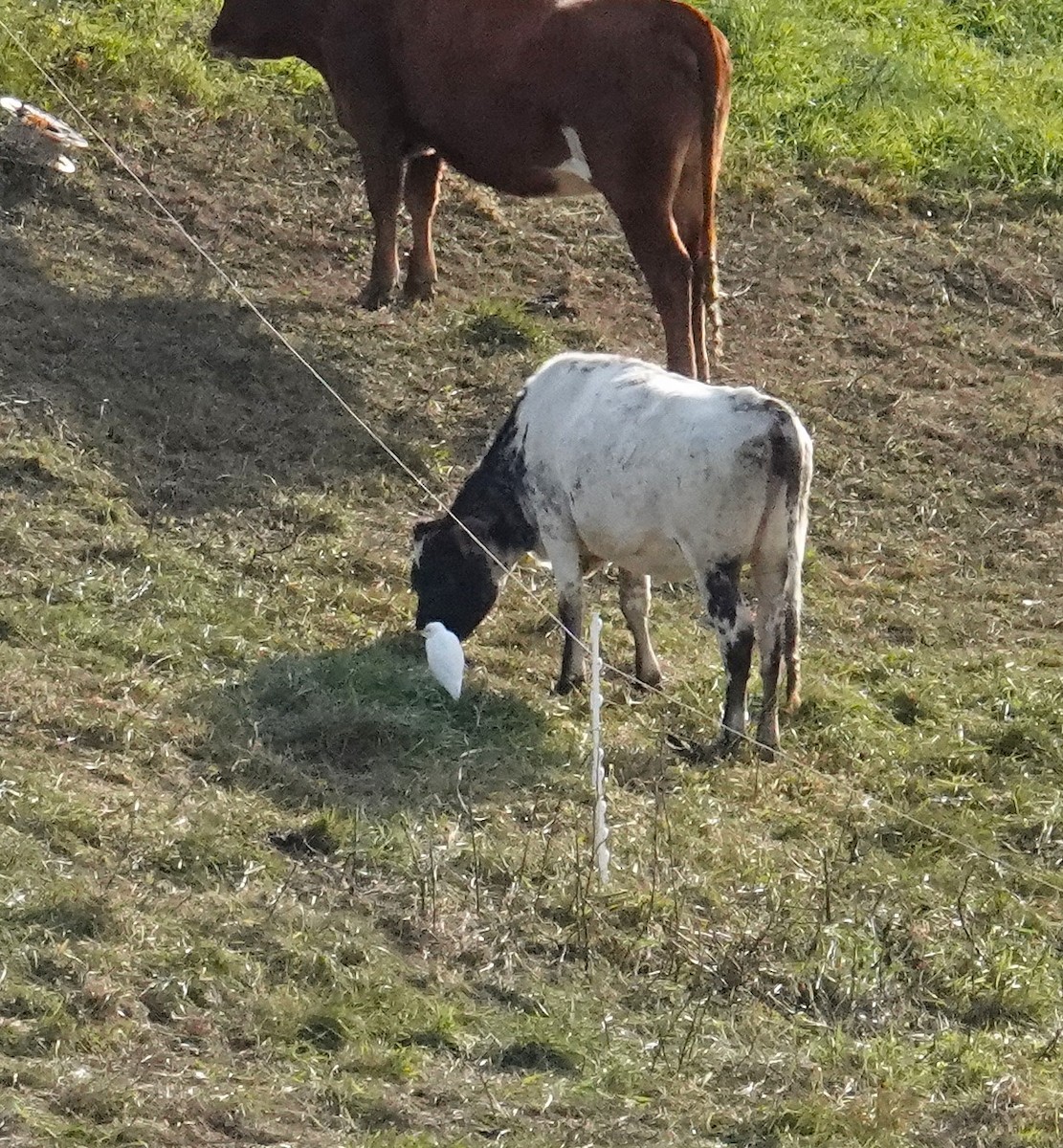 volavka rusohlavá - ML644312683