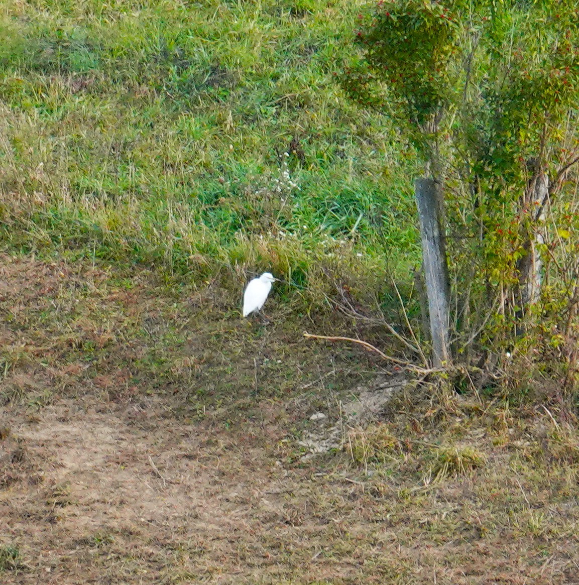 volavka rusohlavá - ML644312684