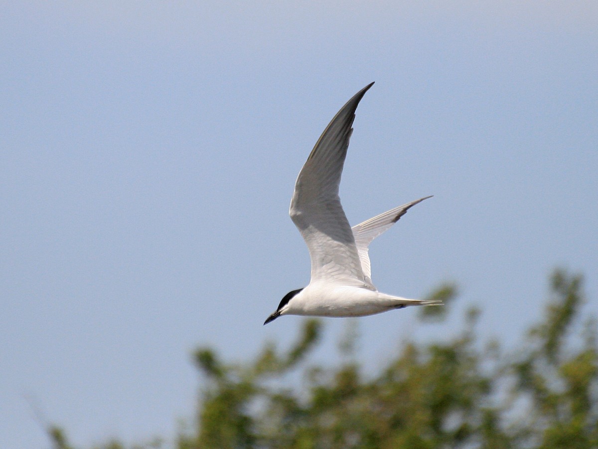 rybák černozobý - ML644312685