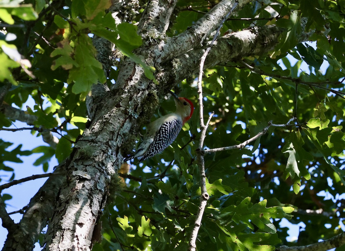 シマセゲラ - ML644312686