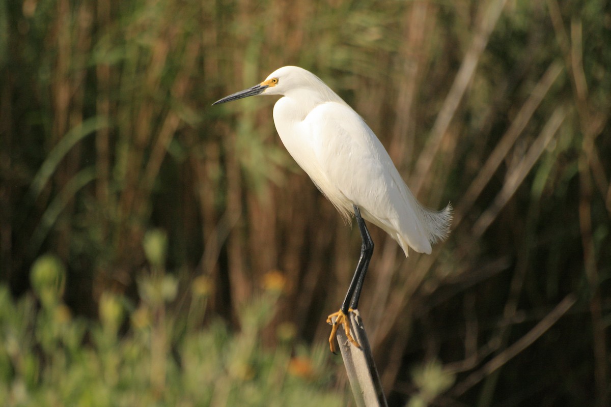 volavka bělostná - ML644312687