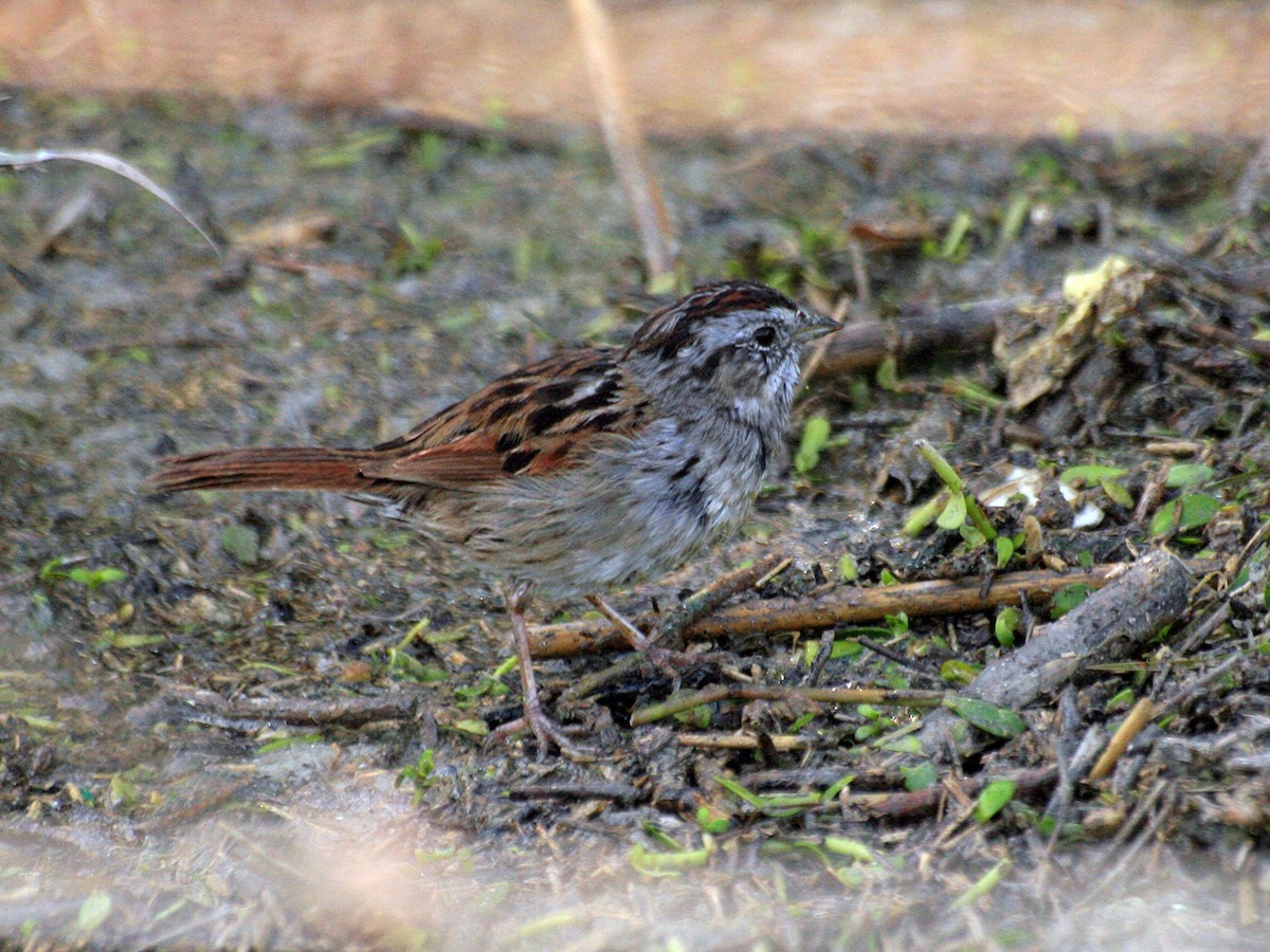 Swamp Sparrow - ML644312690