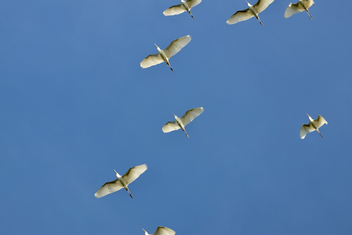 Great Egret - ML644312704