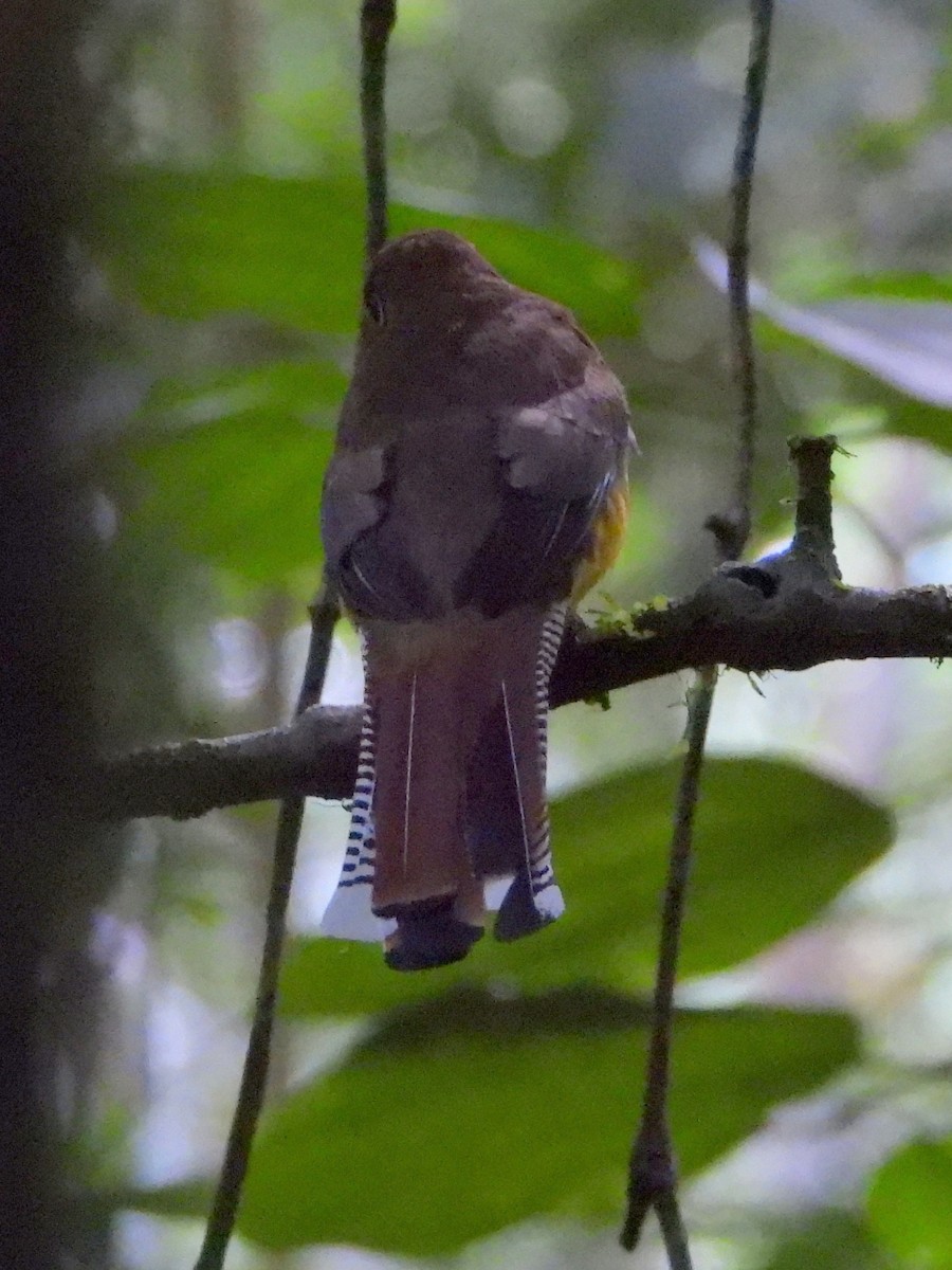 Graceful Black-throated Trogon - ML644312706