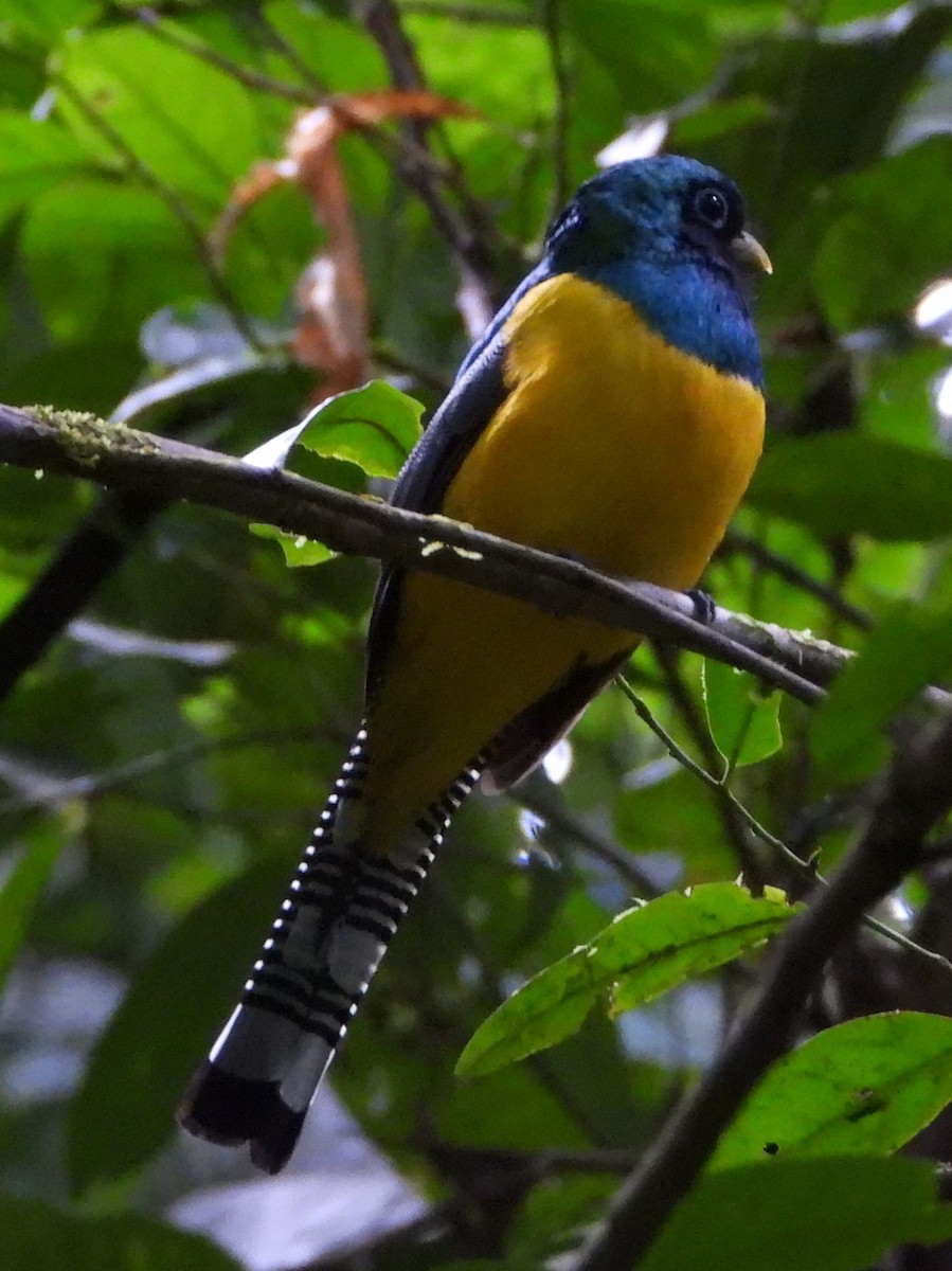 Graceful Black-throated Trogon - ML644312709
