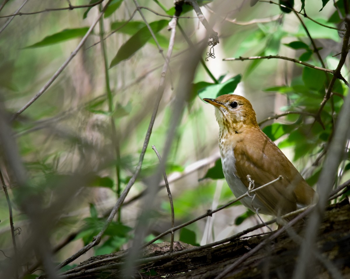 drozd hnědavý - ML644312710