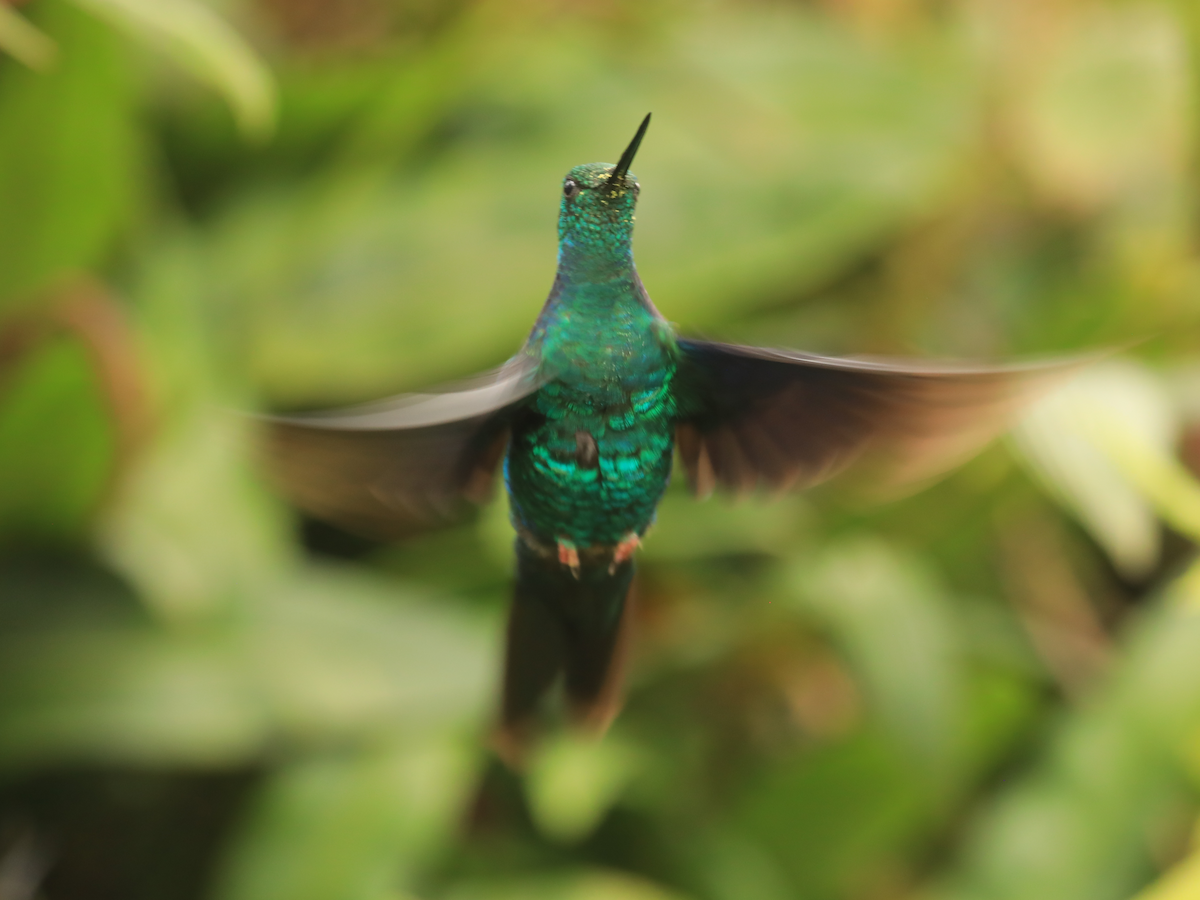 Great Sapphirewing - ML644312712