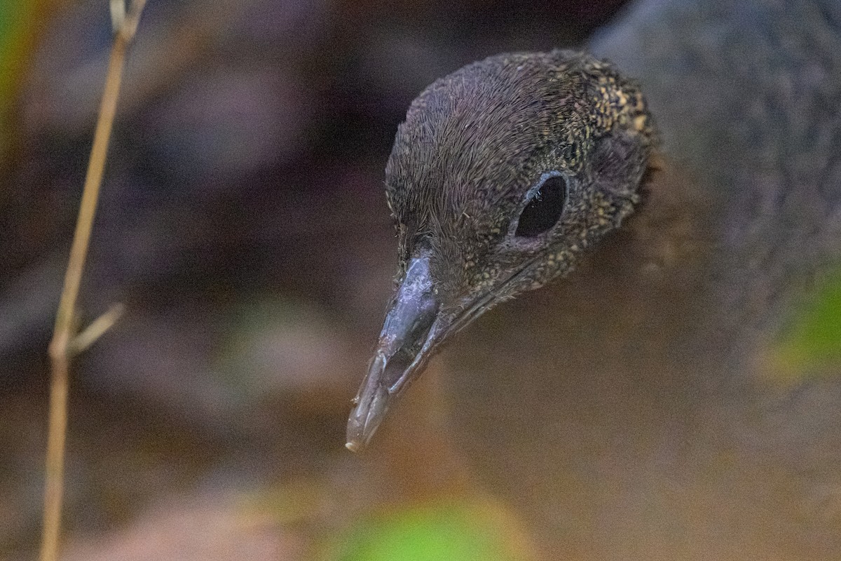 Solitary Tinamou - ML644312717