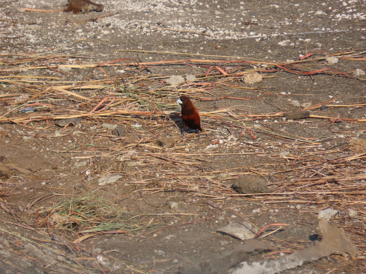 Chestnut Munia - ML644312722