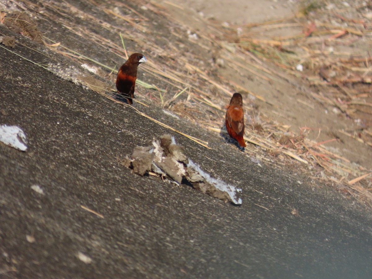 Chestnut Munia - ML644312723