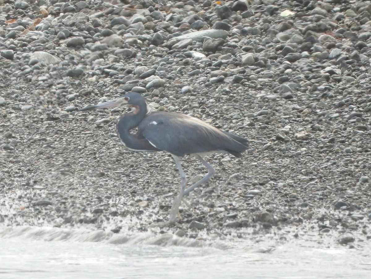 Tricolored Heron - ML644312726