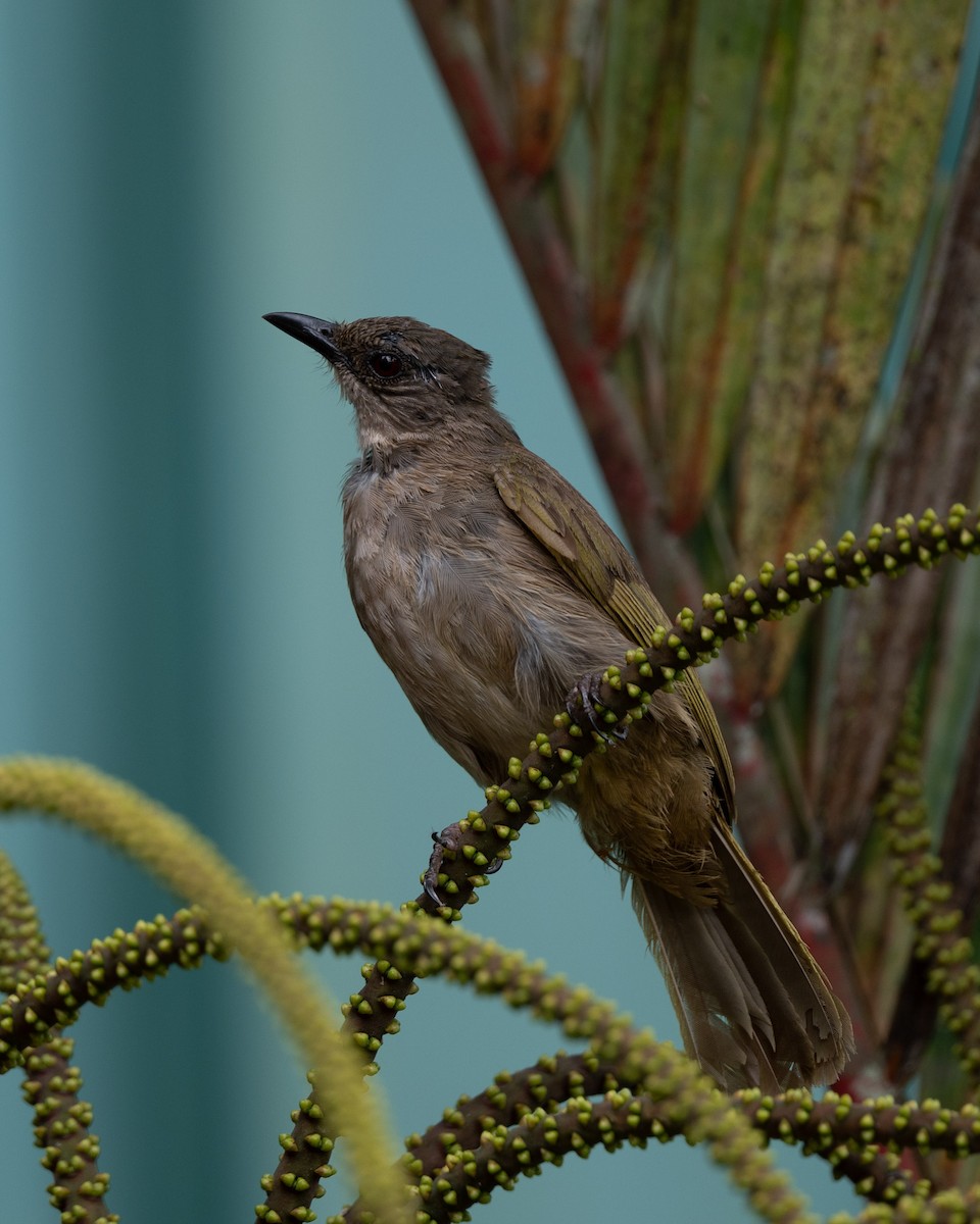 Olive-winged Bulbul - ML644312731