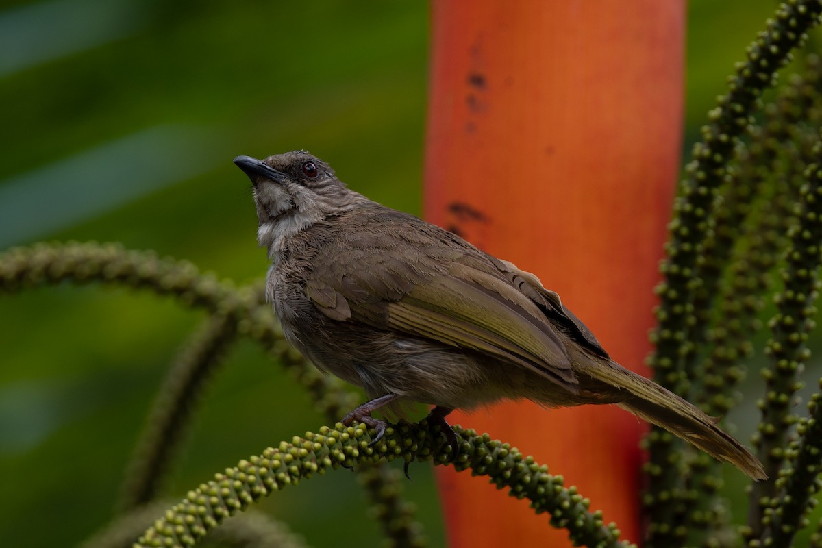 Olive-winged Bulbul - ML644312732