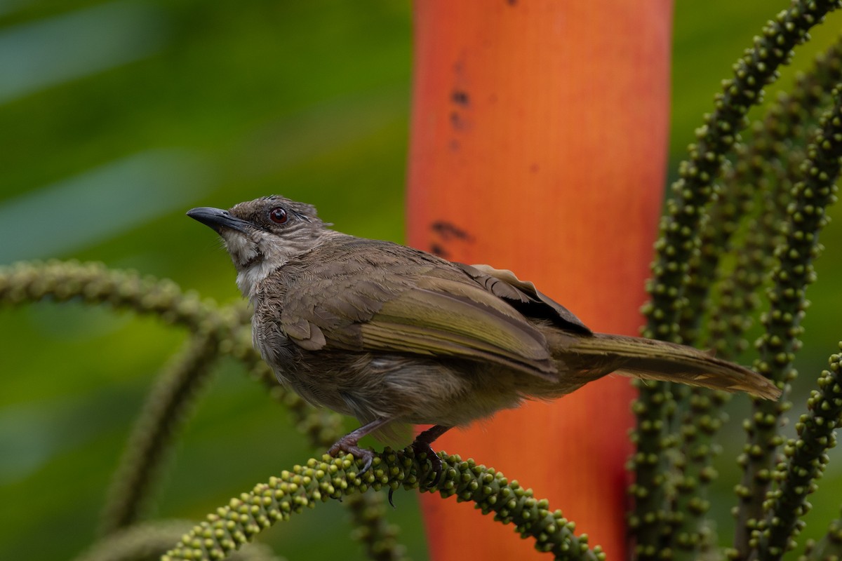 Olive-winged Bulbul - ML644312733