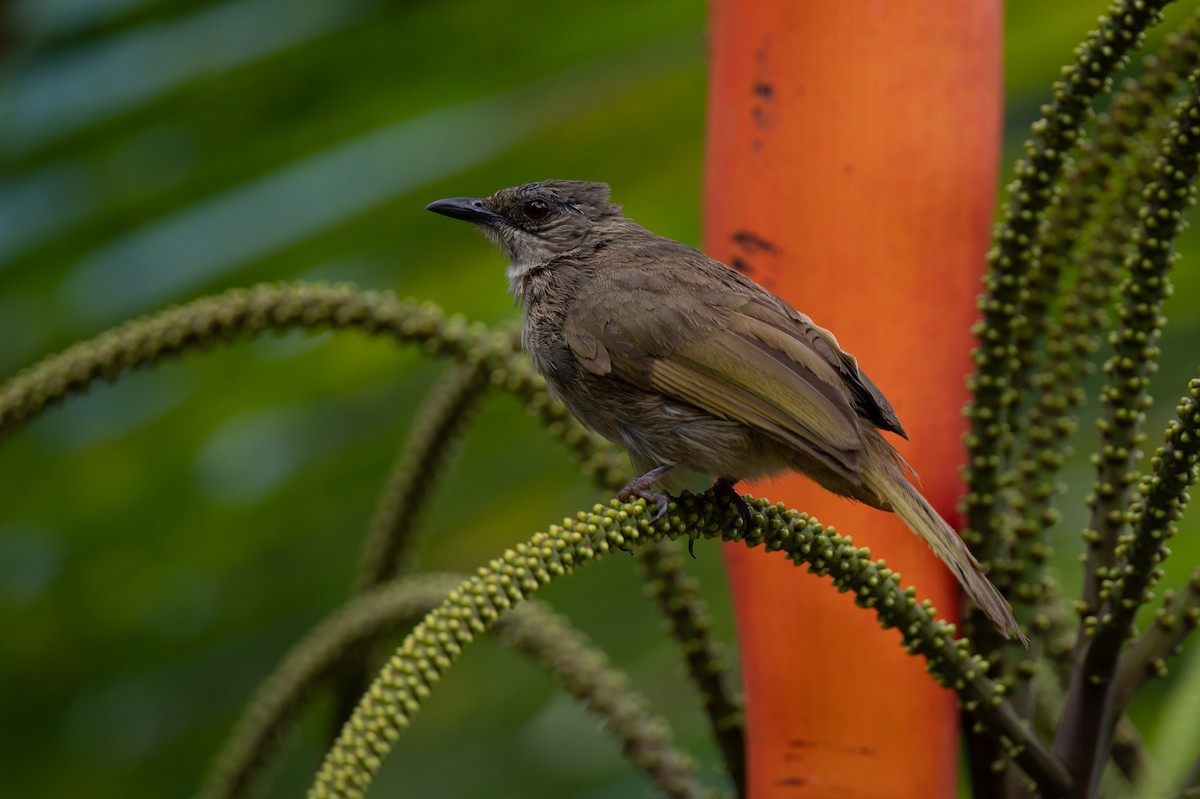 Olive-winged Bulbul - ML644312734