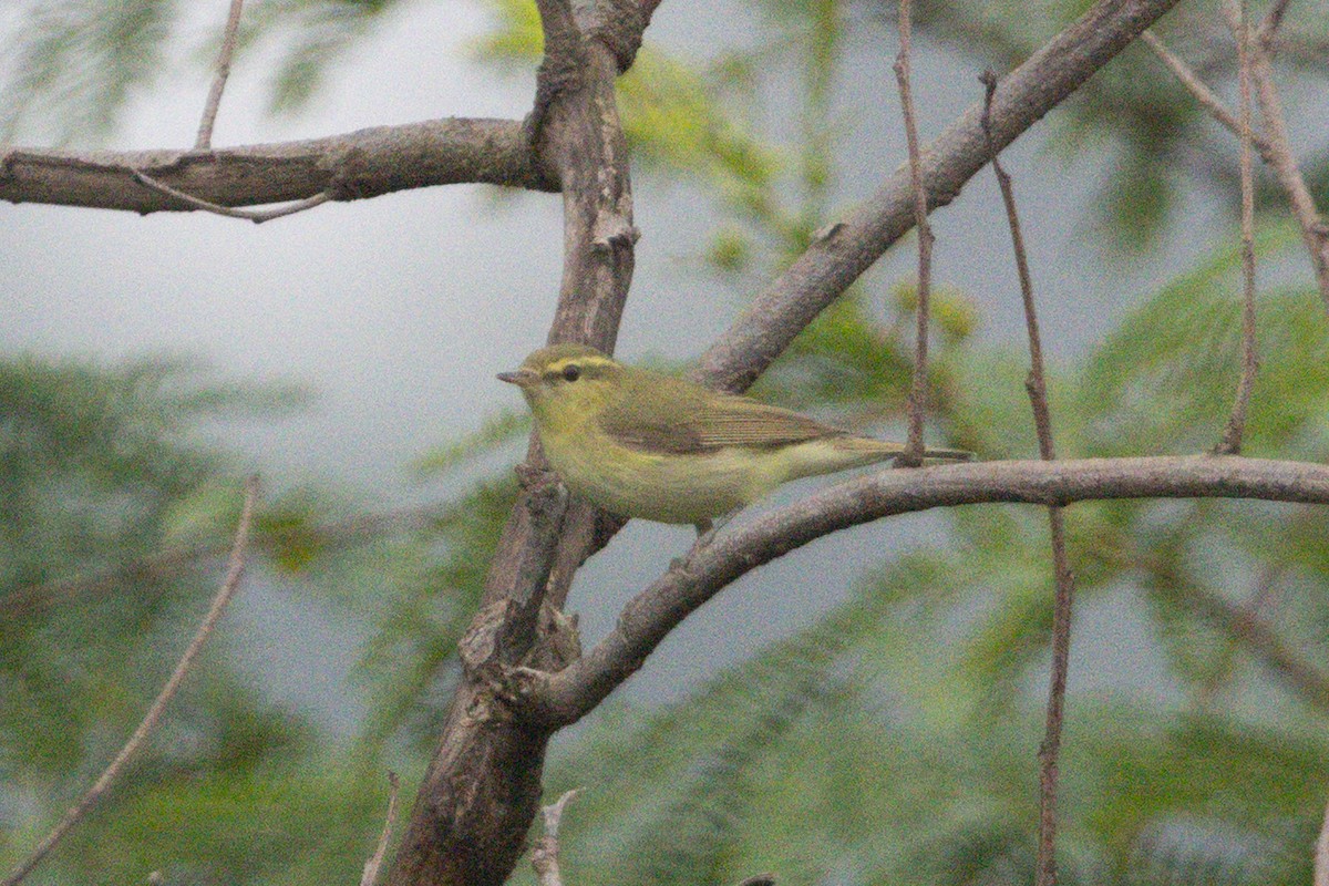 Green Warbler - ML644312735