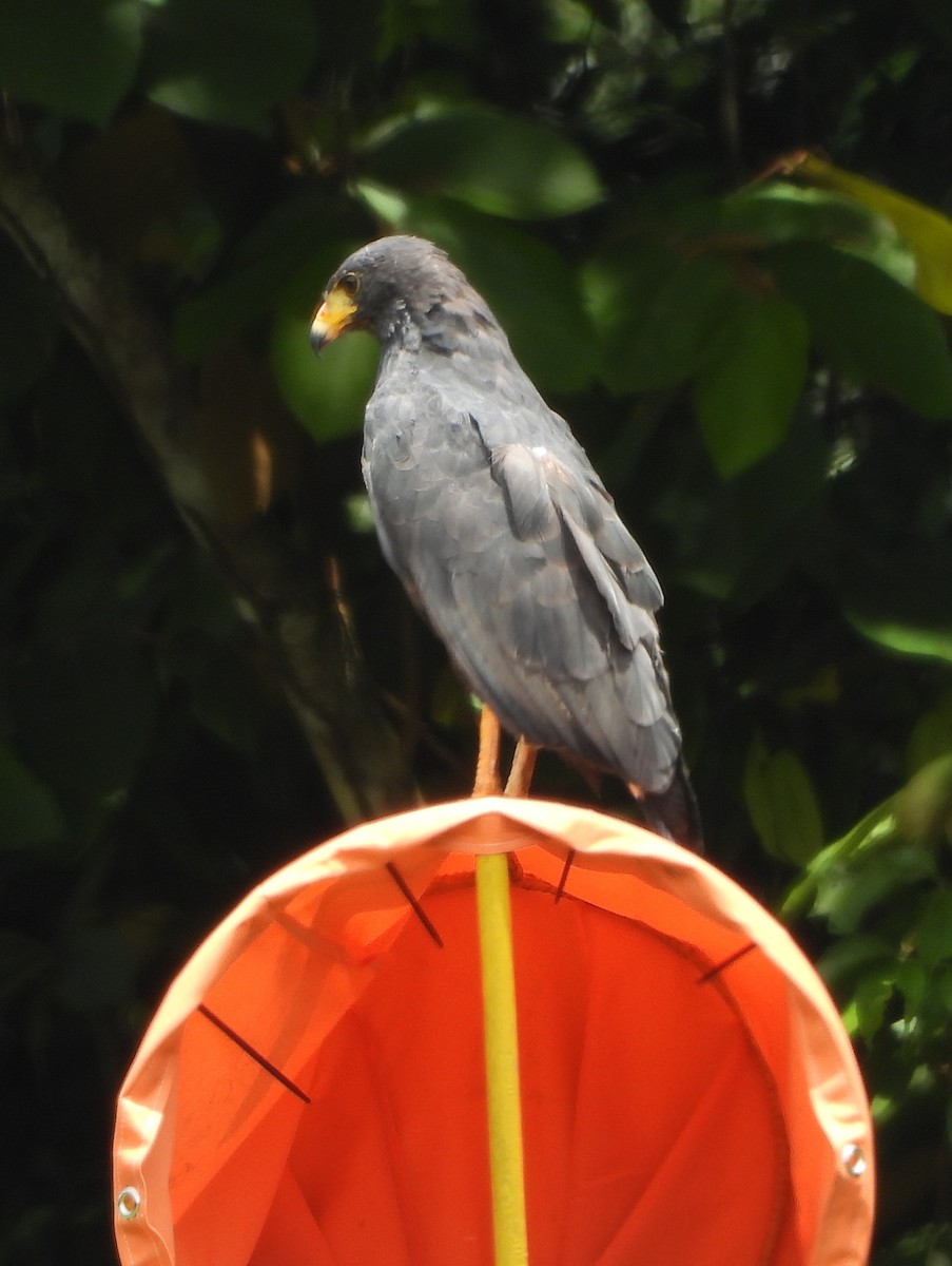 Common Black Hawk - ML644312736