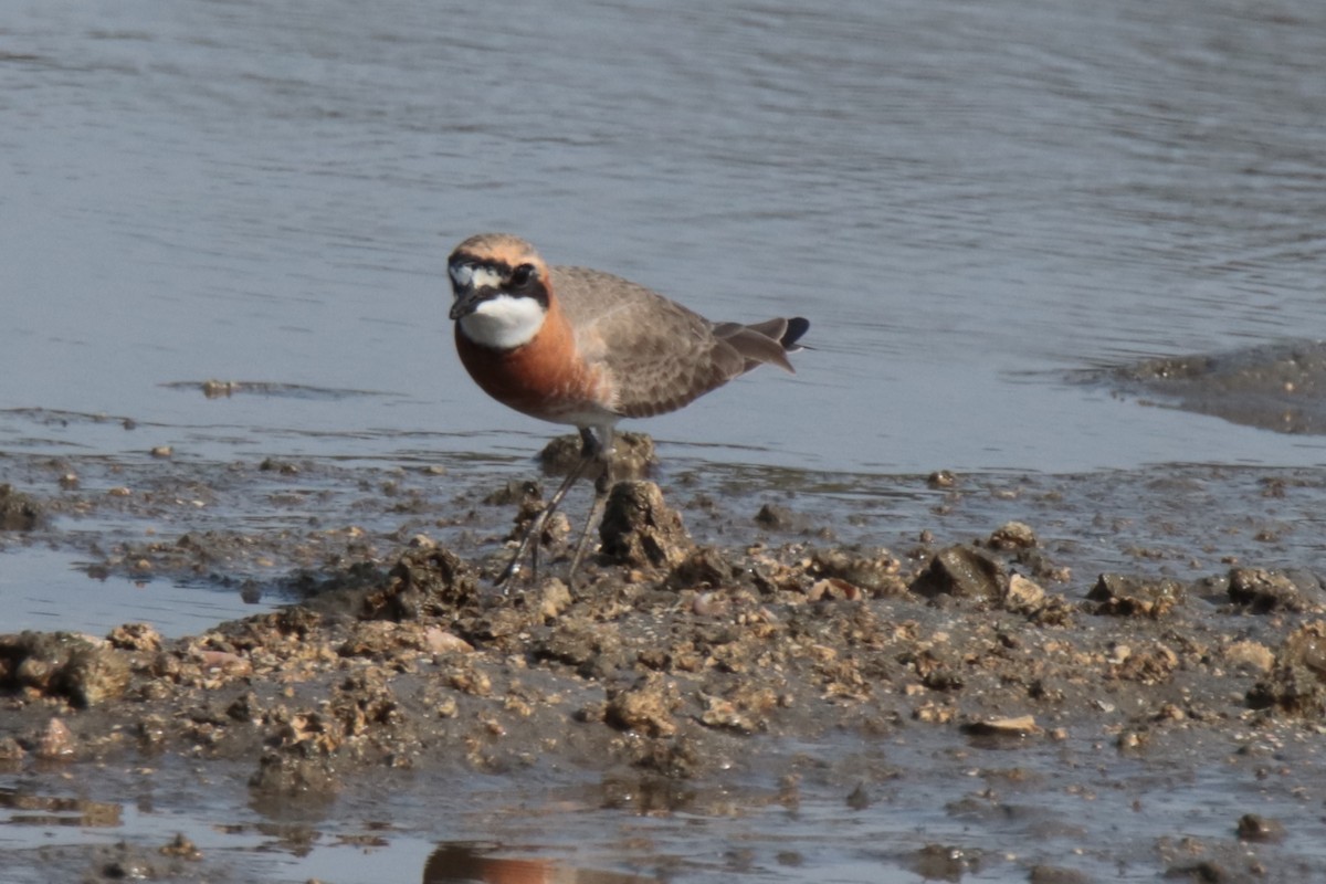 Siberian Sand-Plover - ML644312737