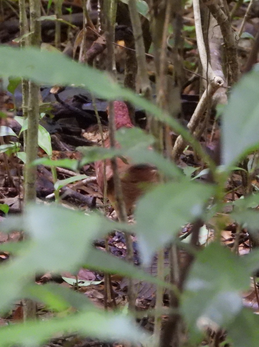 holub hnědočervený - ML644312749