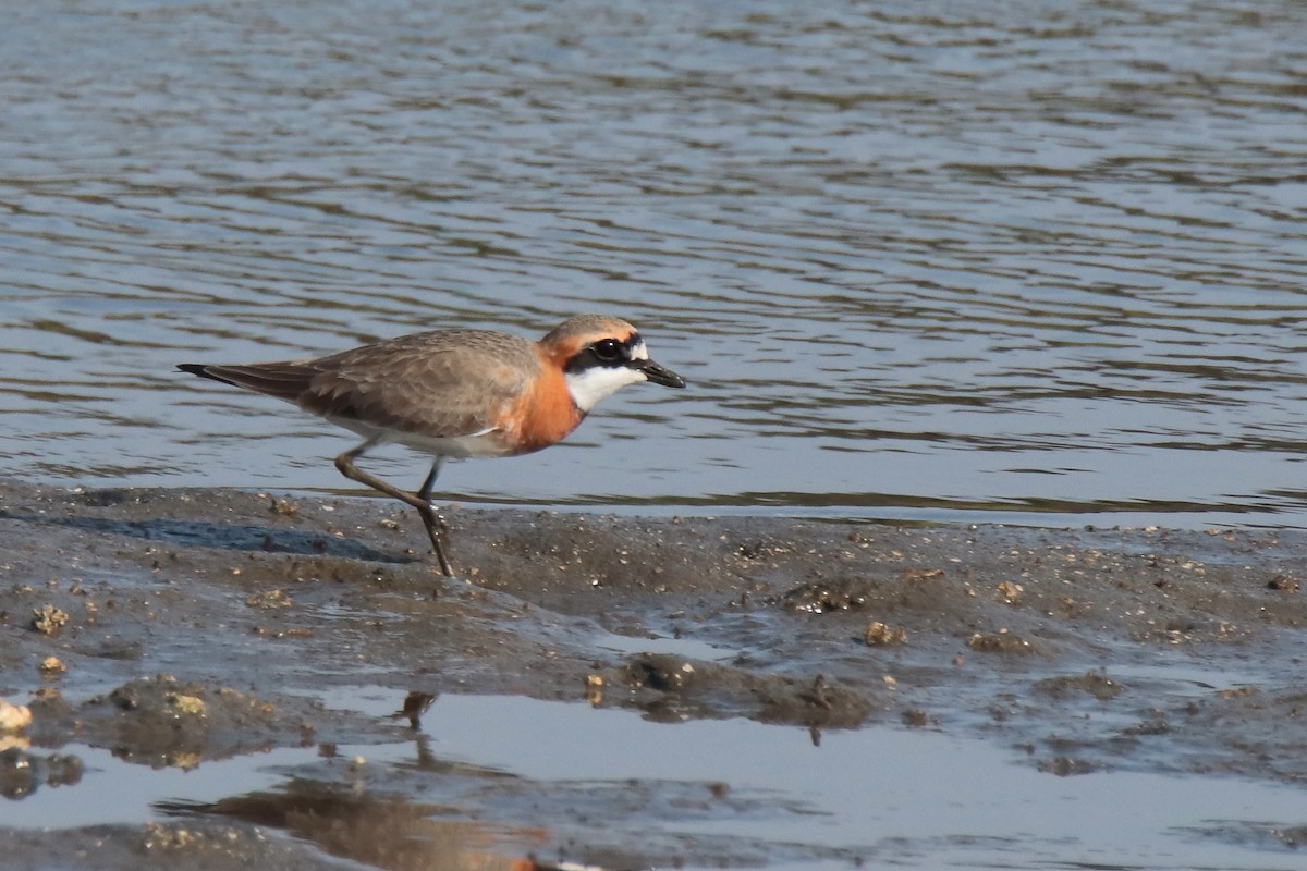 Siberian Sand-Plover - ML644312750