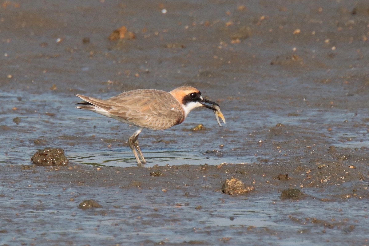 Siberian Sand-Plover - ML644312751