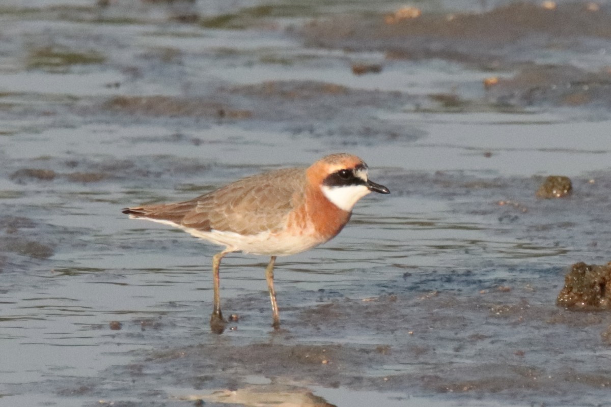 Pluvier de Mongolie - ML644312765