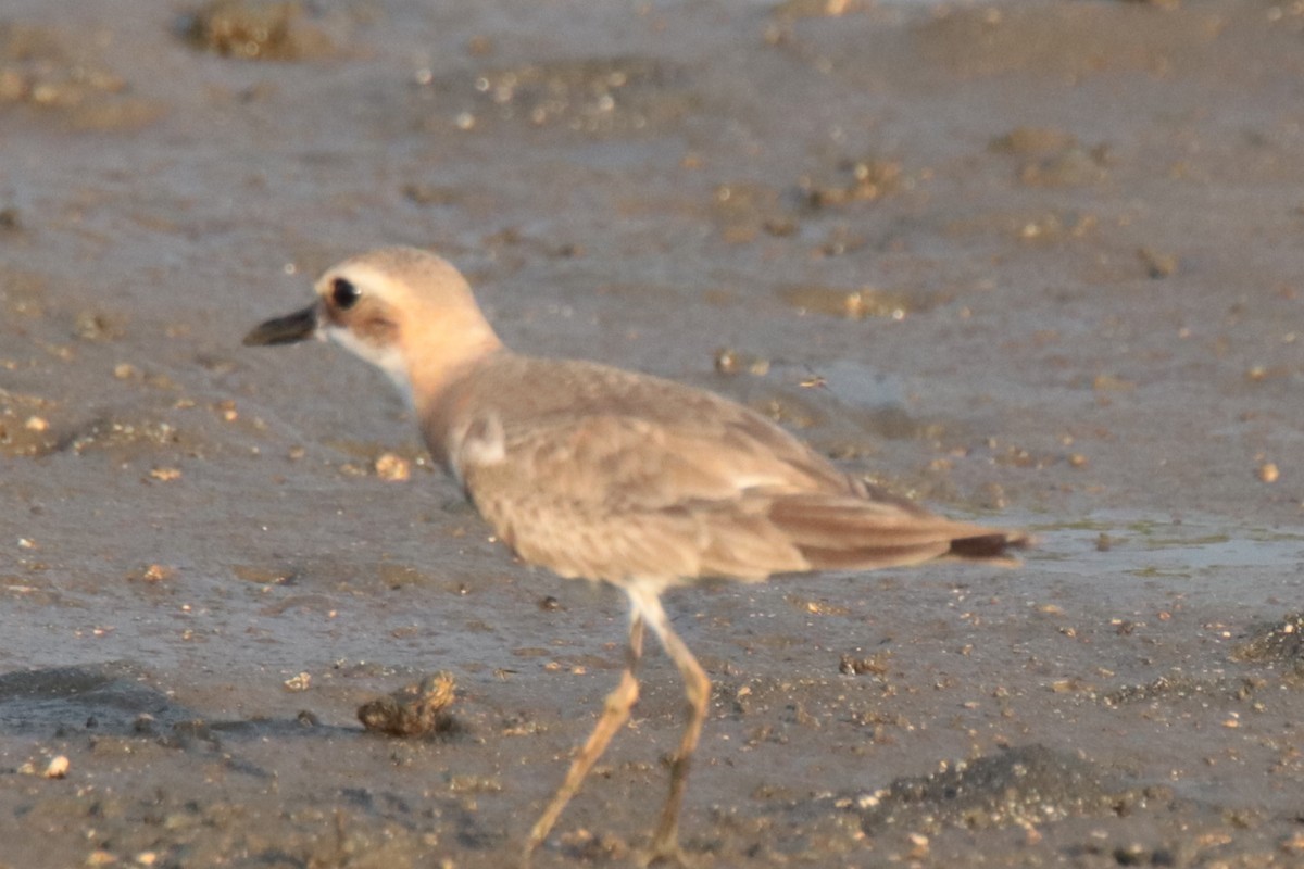 Pluvier de Leschenault - ML644312766