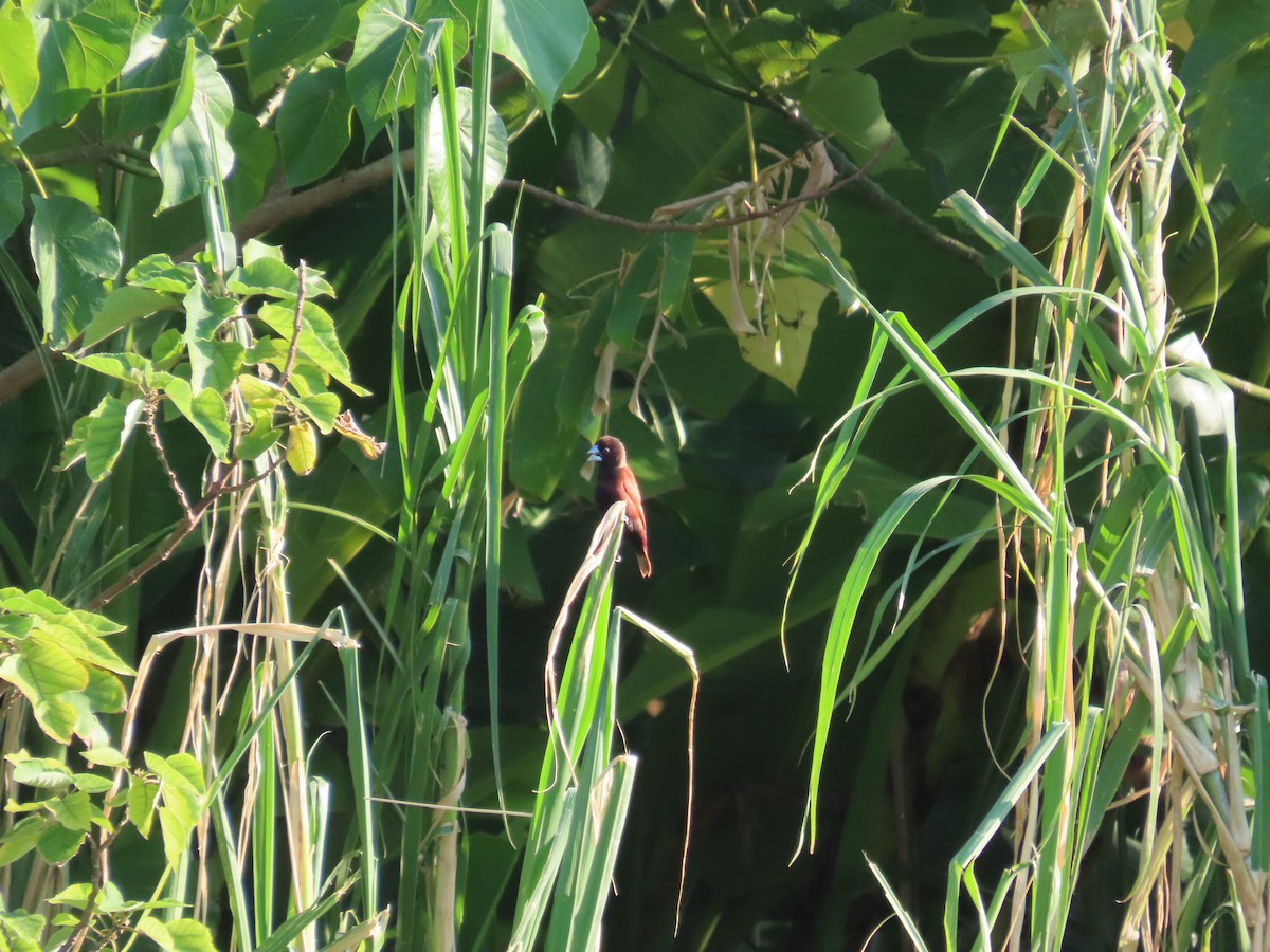 Chestnut Munia - ML644312770