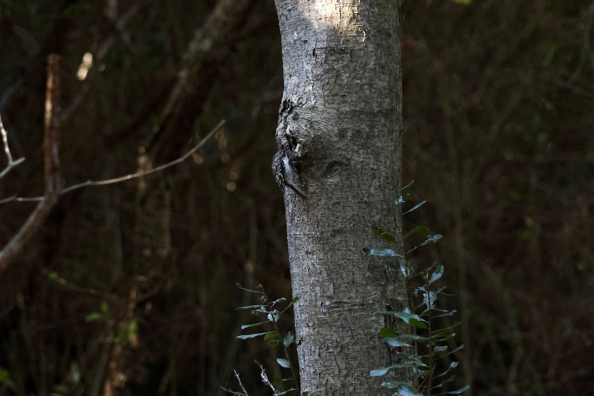 アメリカキバシリ - ML644312773