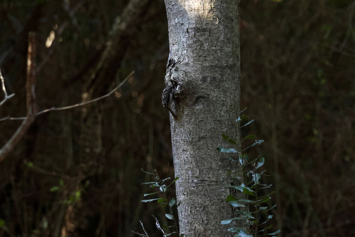 アメリカキバシリ - ML644312774