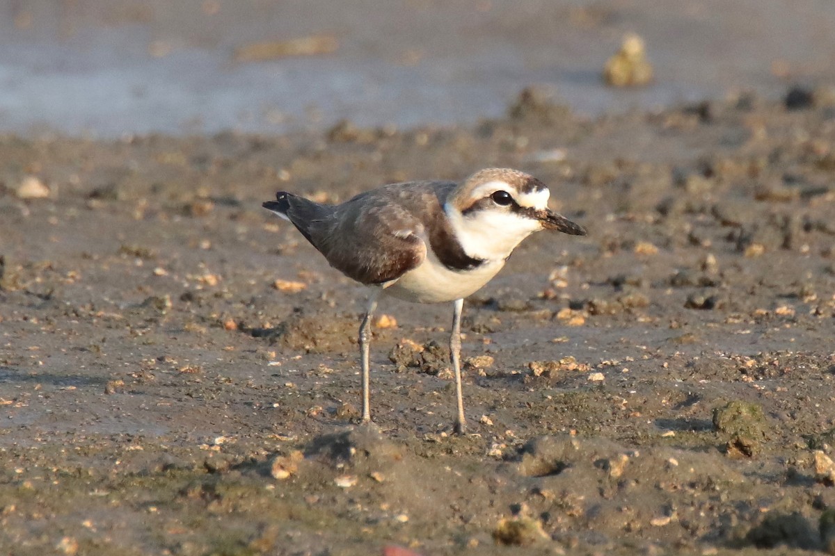 Pluvier à collier interrompu - ML644312775