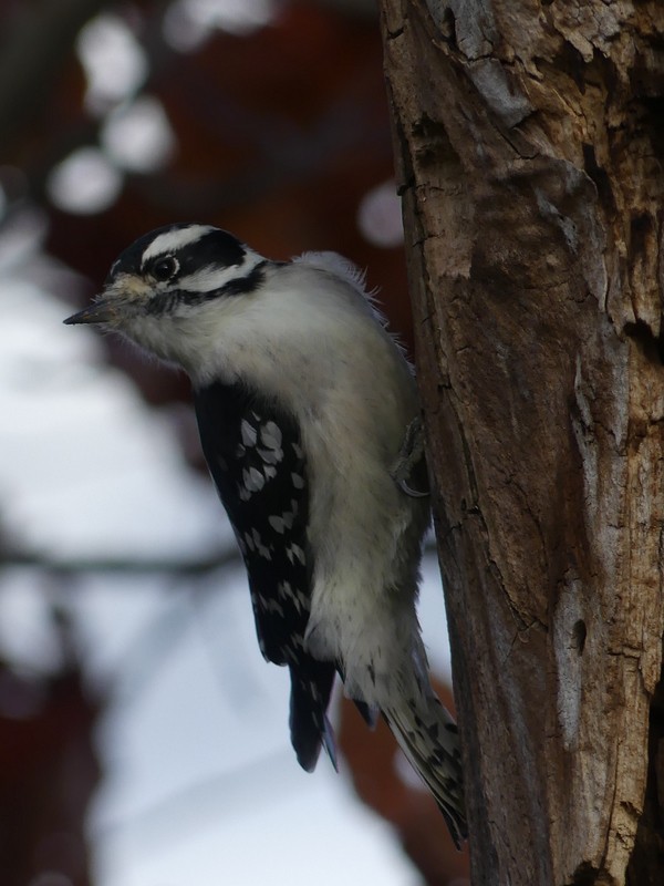 Downy Woodpecker - ML644312777