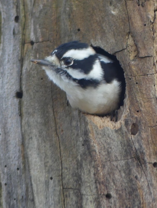 Downy Woodpecker - ML644312778