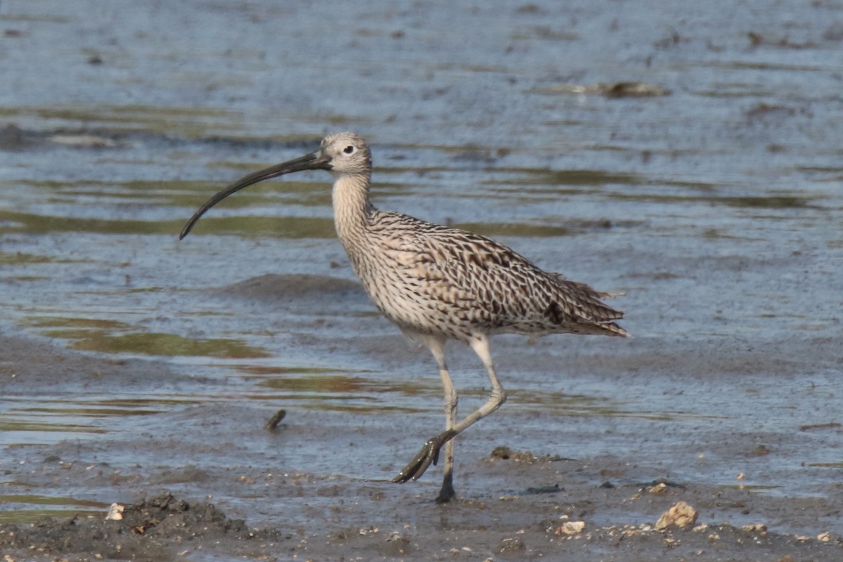 Courlis de Sibérie - ML644312779