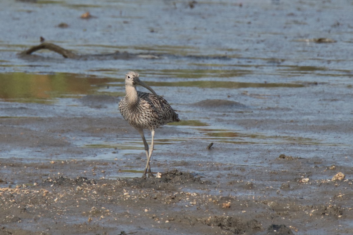 Courlis de Sibérie - ML644312780