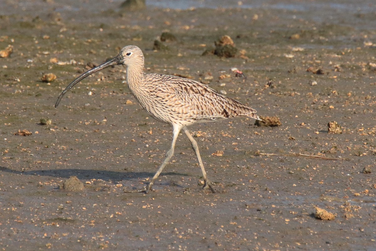 Courlis de Sibérie - ML644312790