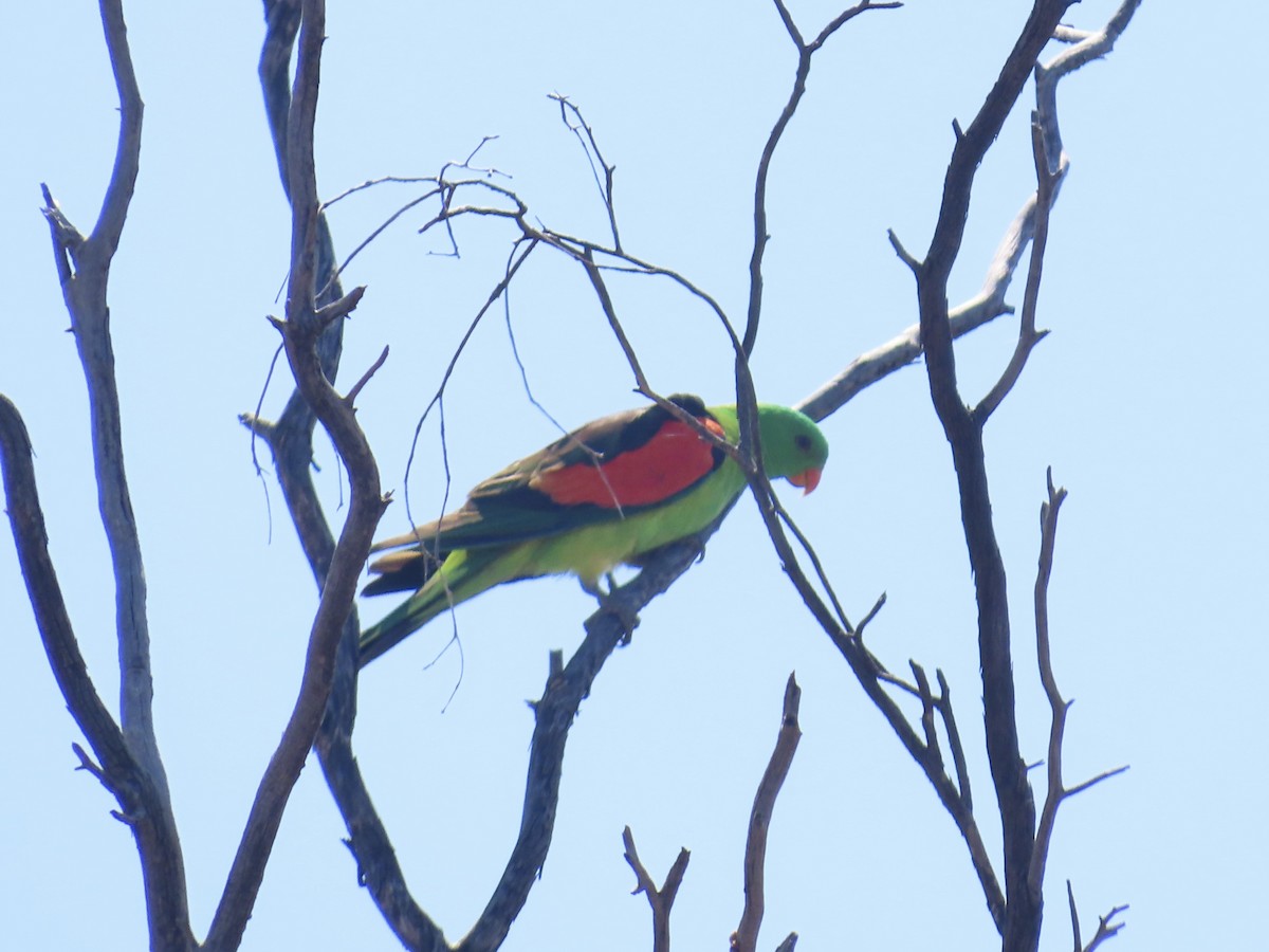 Red-winged Parrot - ML644312791
