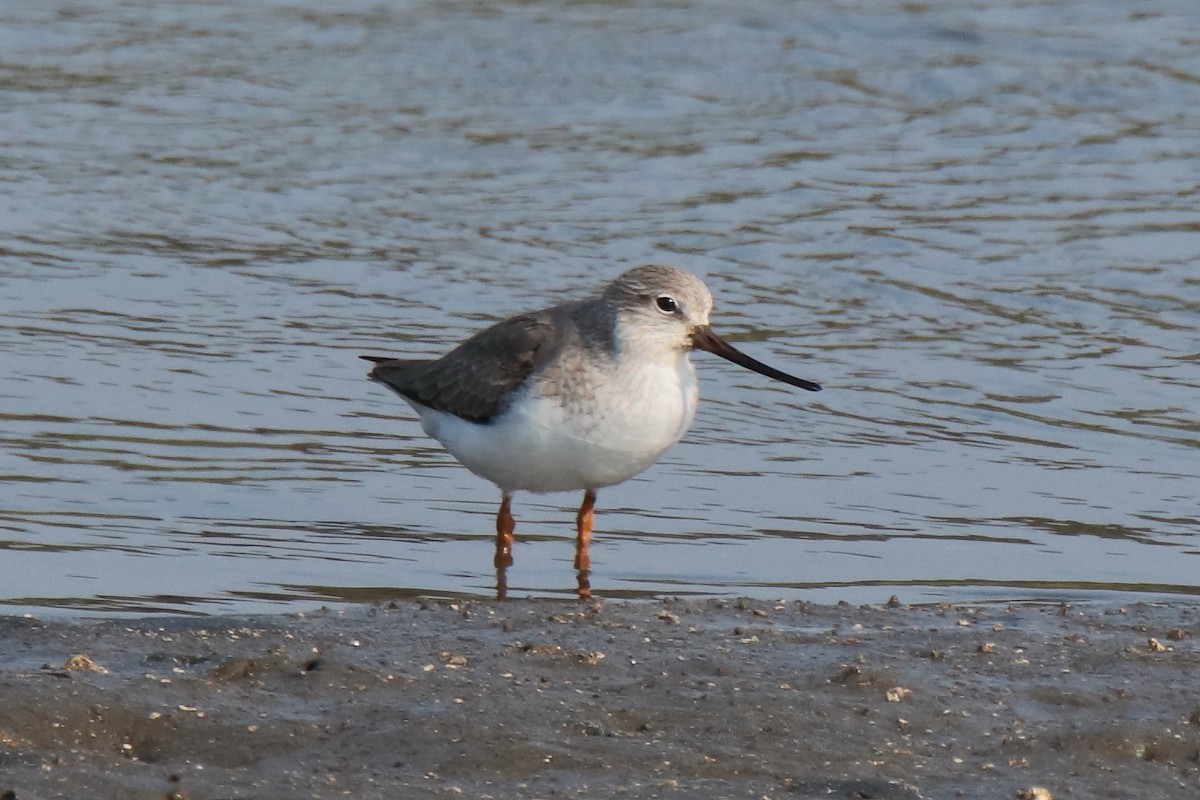 Chevalier bargette - ML644312793