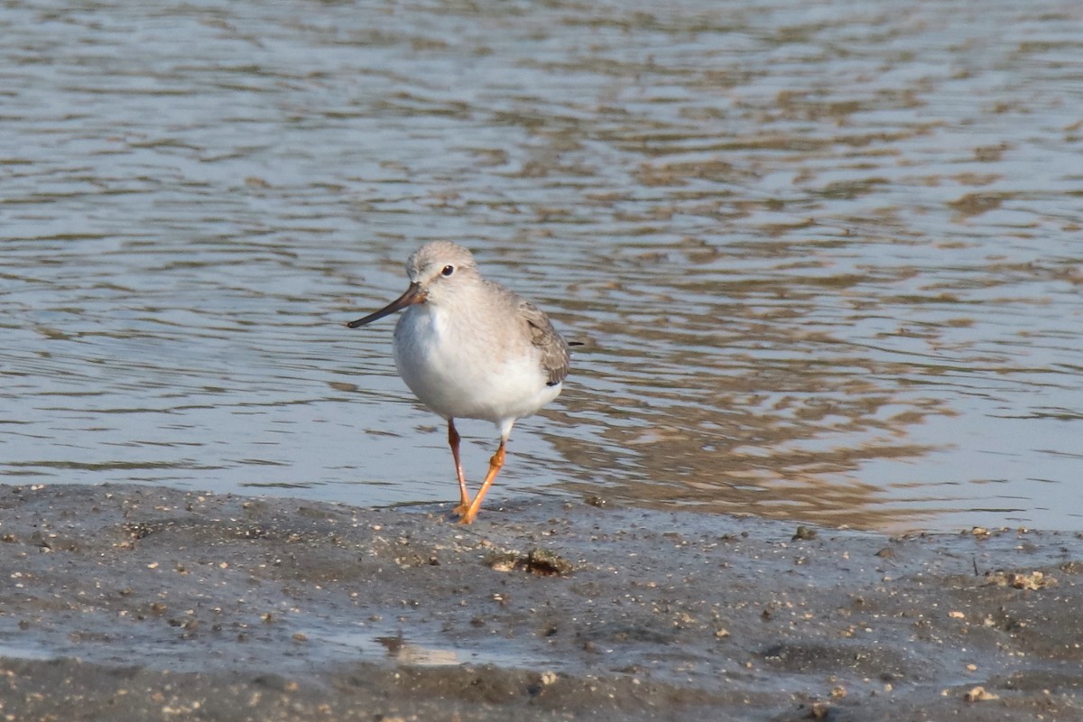 Chevalier bargette - ML644312794