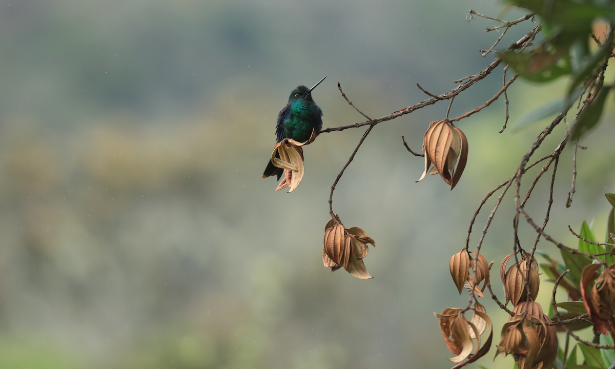 Great Sapphirewing - ML644312797