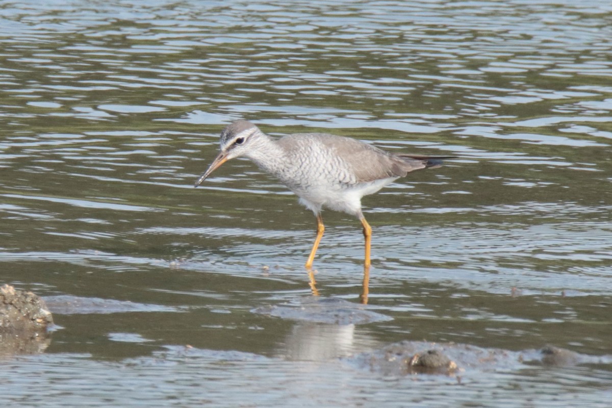 Chevalier de Sibérie - ML644312802