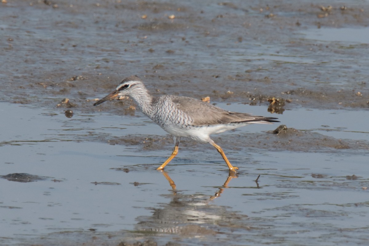 Chevalier de Sibérie - ML644312803