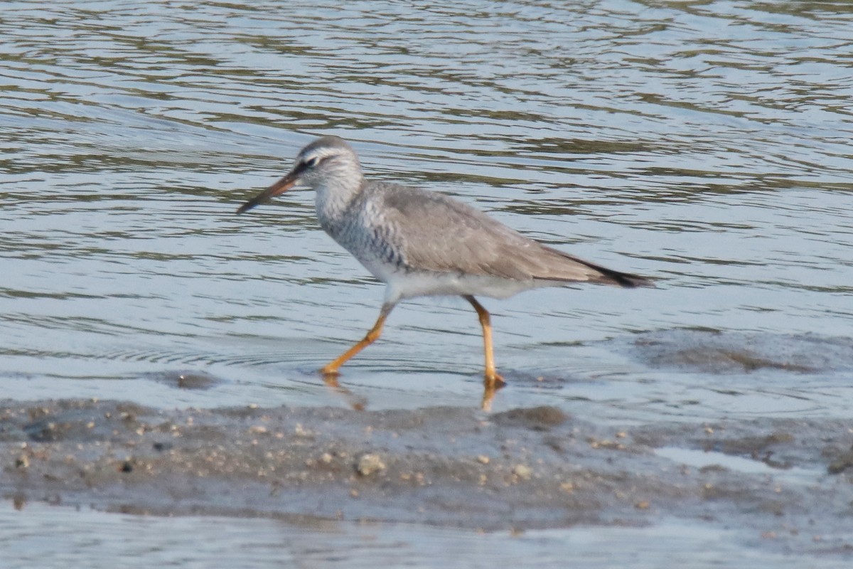 Chevalier de Sibérie - ML644312804